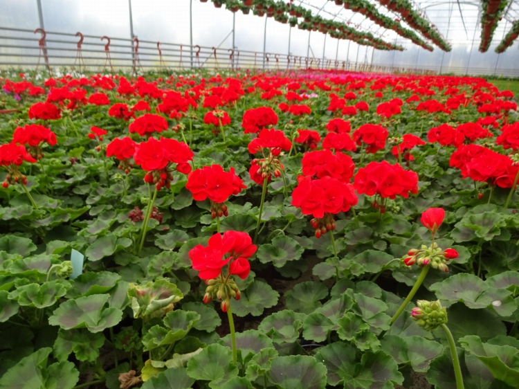 Pelargonia Rabatowa Czerwona Fernando P9