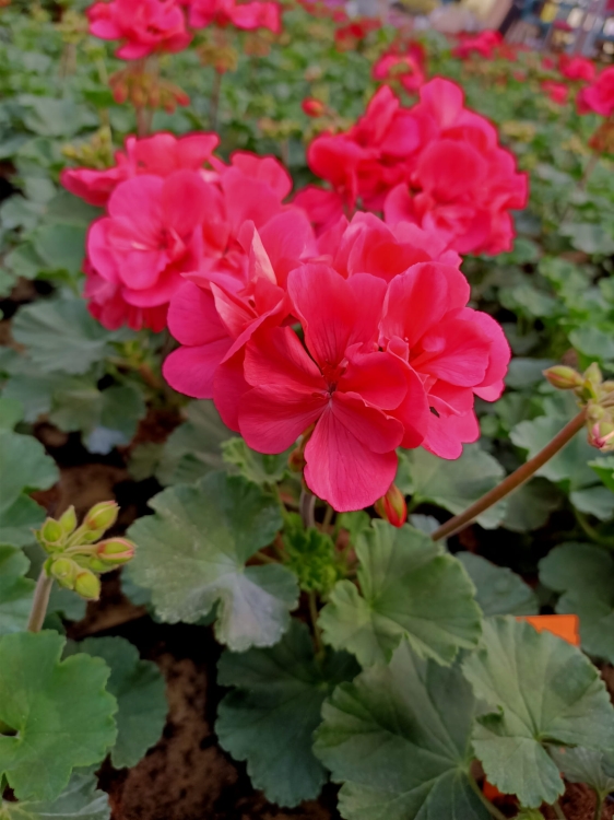 Pelargonia Rabatowa Nightdancer Hot Coral p9