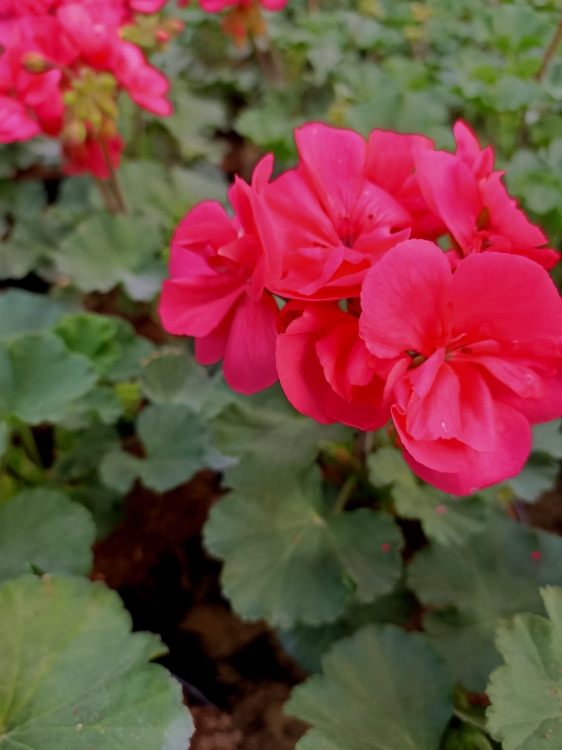Pelargonia Rabatowa Nightdancer Hot Coral p9