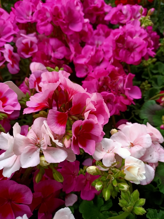 Pelargonia Rabatowa Nightdancer Hot Coral p9