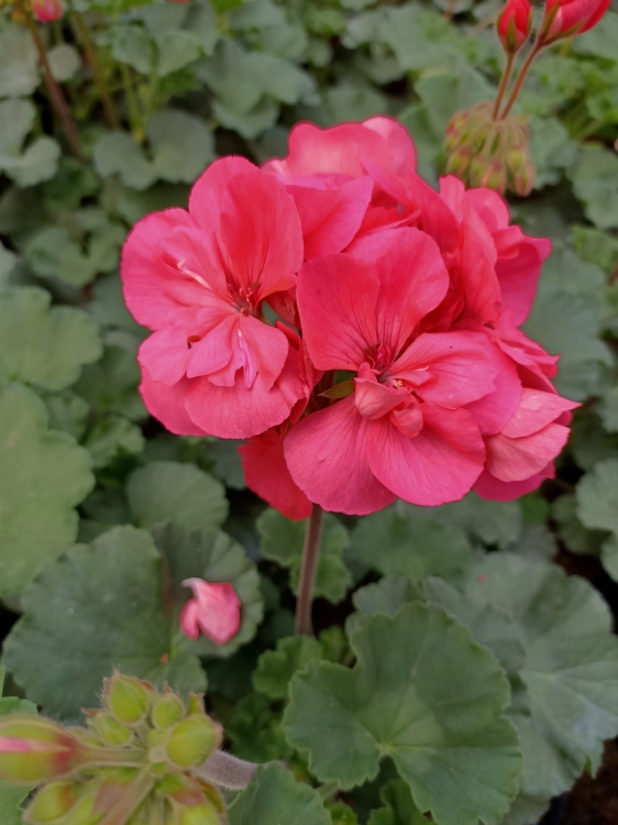 Pelargonia Rabatowa Nightdancer Hot Coral p9
