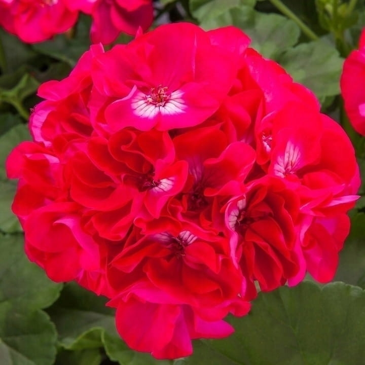 Pelargonia Calliope HOT ROSE p9