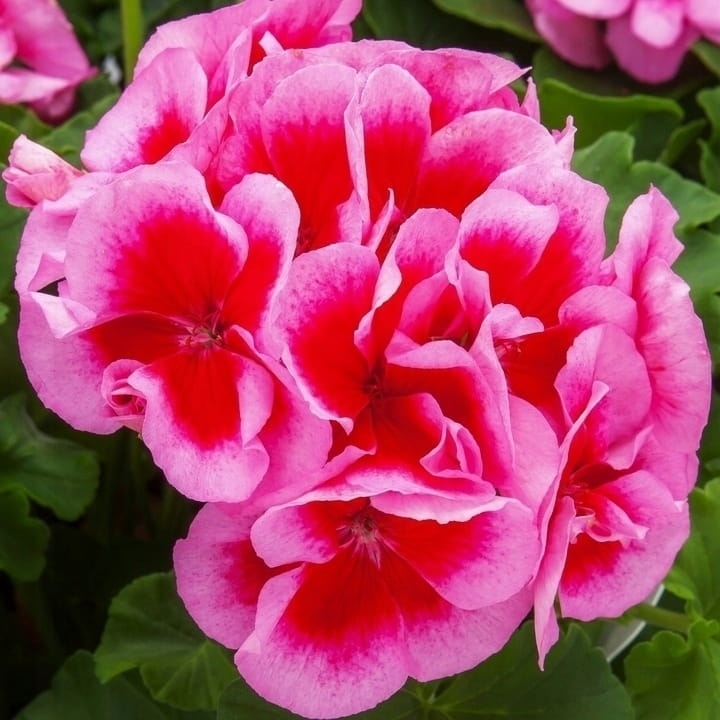 Pelargonia Calliope ROSE SPLASH p9