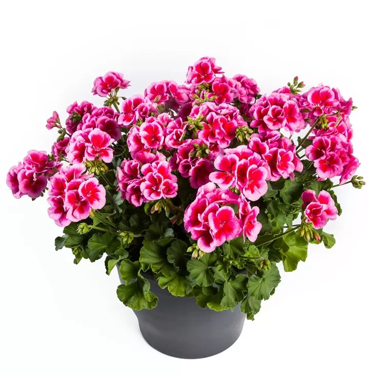 Pelargonia Calliope ROSE SPLASH p9