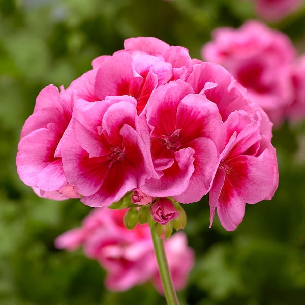 Pelargonia Calliope ROSE SPLASH p9