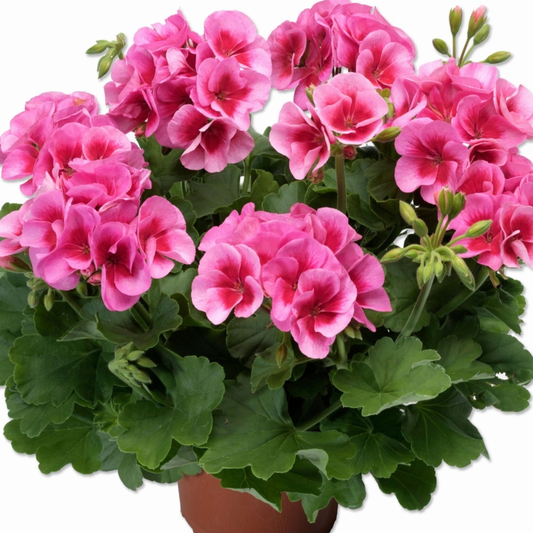 Pelargonia Calliope ROSE SPLASH p9