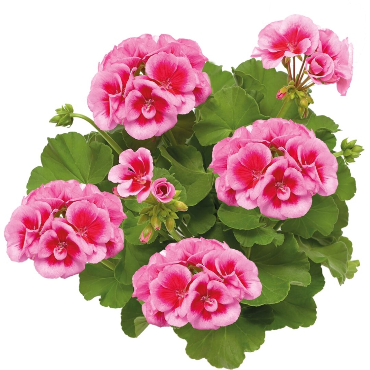 Pelargonia Calliope ROSE SPLASH p9