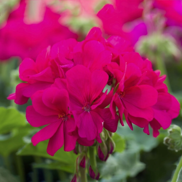 Pelargonia M Violet Calliope p9
