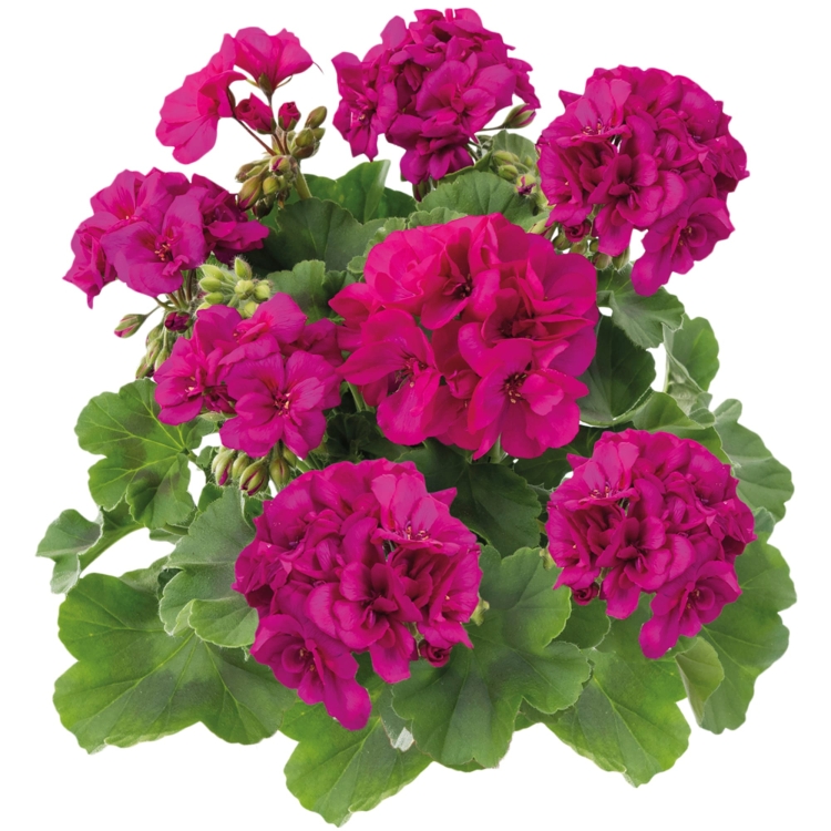 Pelargonia M Violet Calliope p9