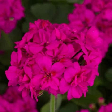 Pelargonia M Violet Calliope p9