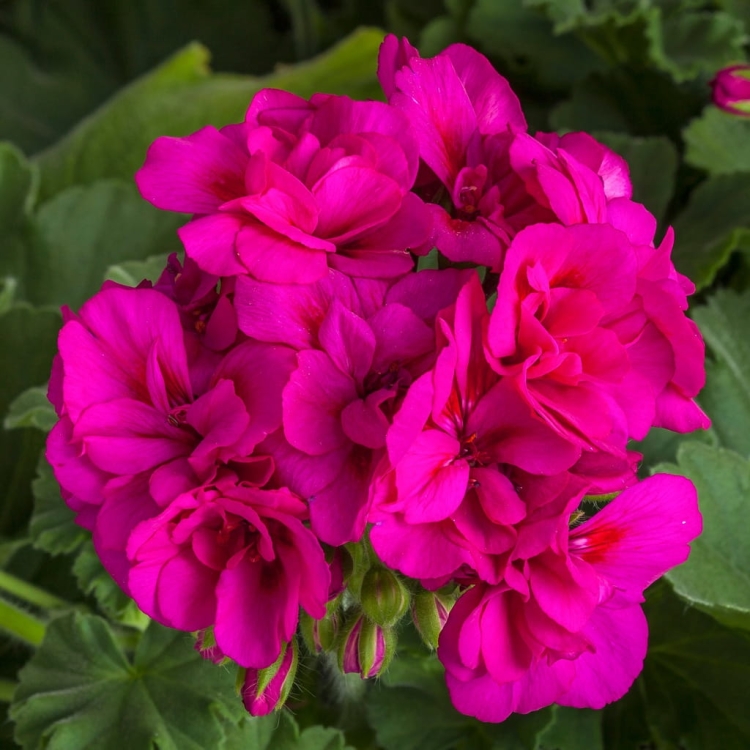 Pelargonia M Violet Calliope p9