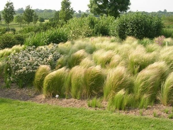 Stipa tenuissima 'Pony Tails'