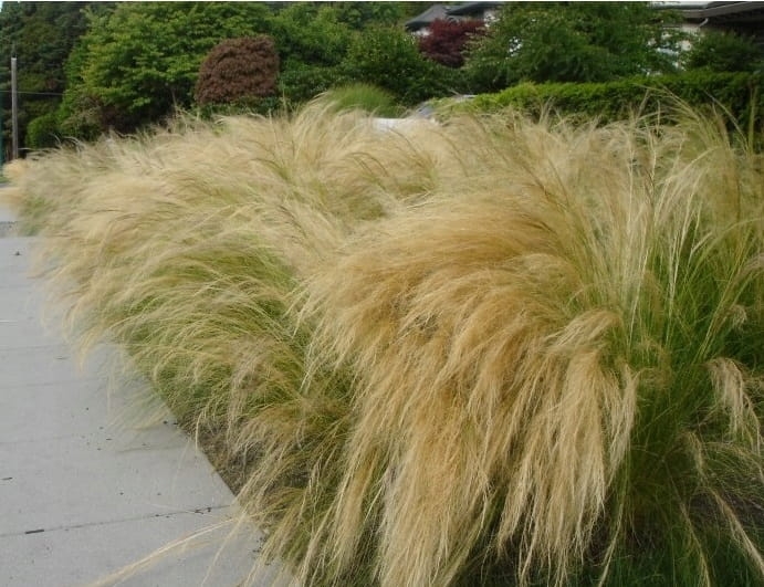 Stipa tenuissima 'Pony Tails'