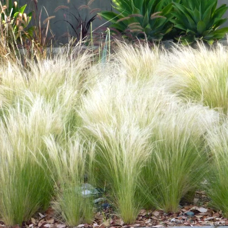 Stipa tenuissima 'Pony Tails'