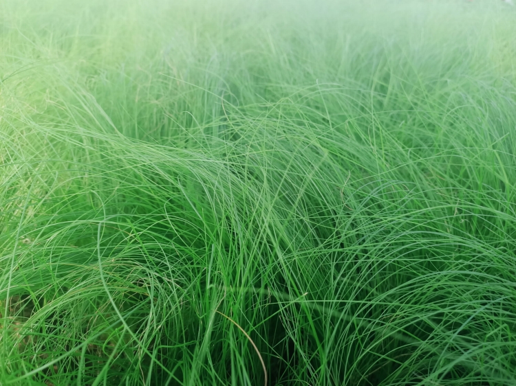 Stipa tenuissima 'Pony Tails'