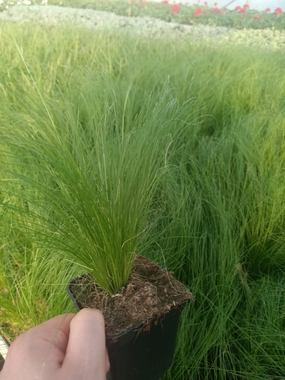 Stipa tenuissima 'Pony Tails'