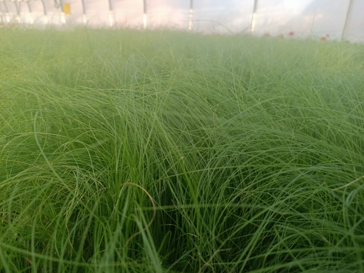 Stipa tenuissima 'Pony Tails'