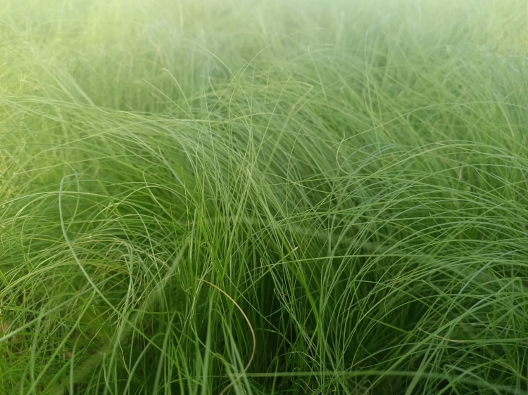 Stipa tenuissima 'Pony Tails'