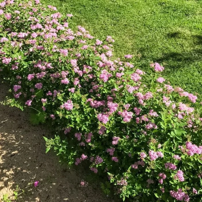 Tawuła japońska ‘Little Princess’