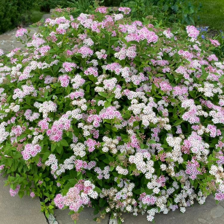 Tawuła japońska ‘Little Princess’