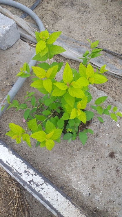 Tawuła japońska ‘Little Princess’