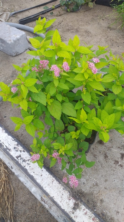 Tawuła japońska ‘Little Princess’