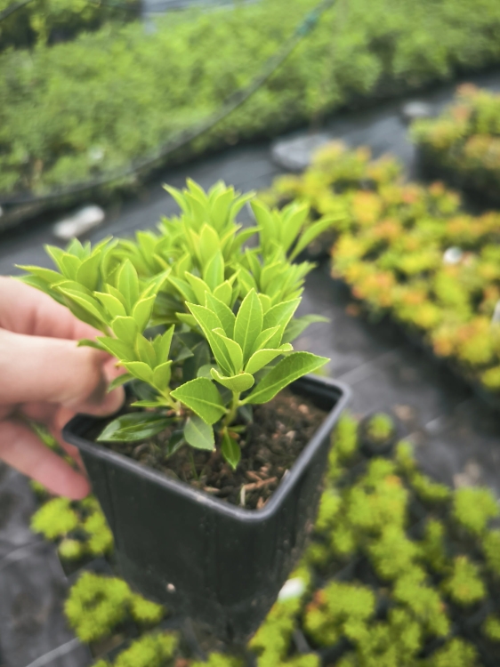 Pieris Japoński nocturne