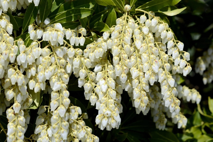 Pieris Japoński nocturne