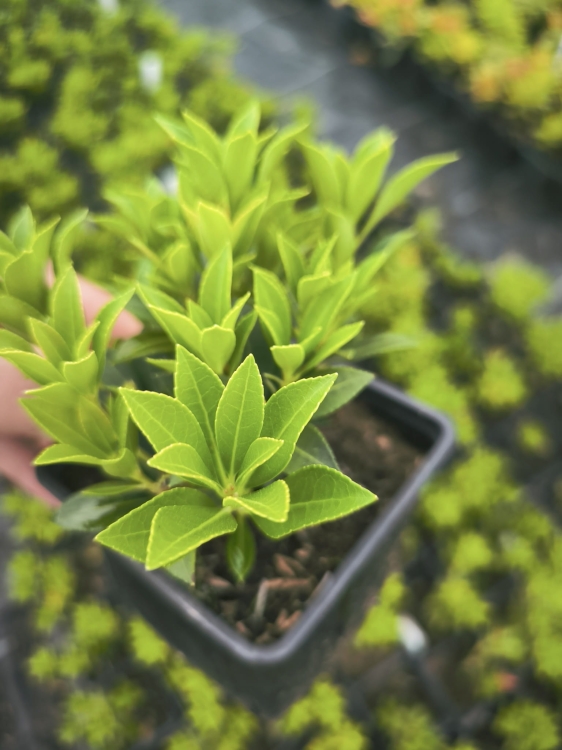 Pieris Japoński nocturne