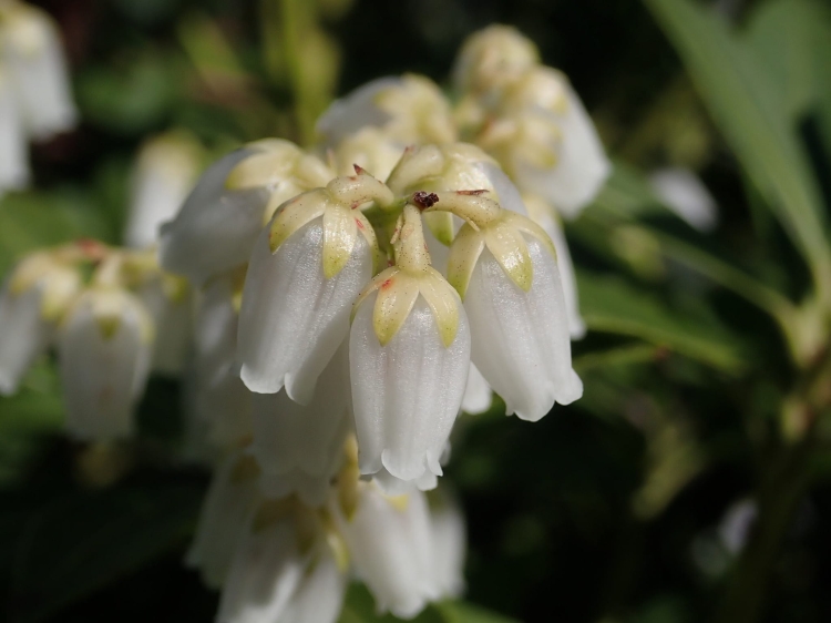 Pieris Japoński nocturne