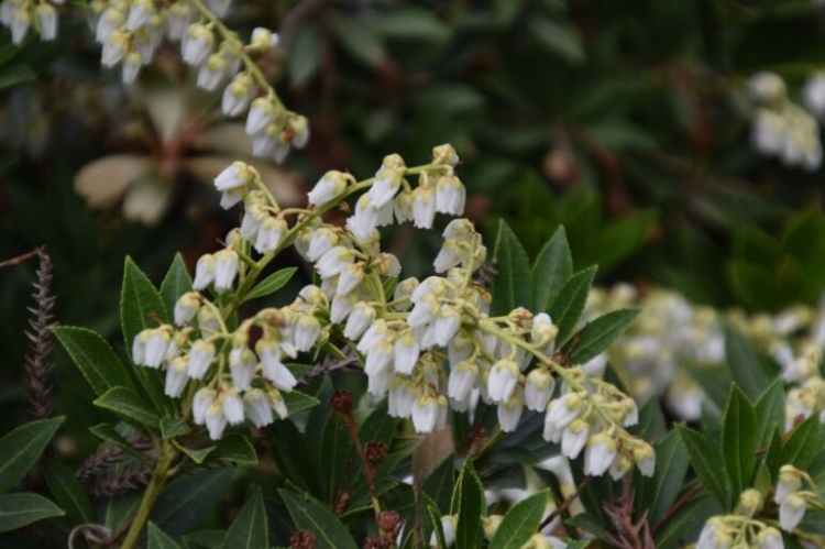 Pieris Japoński nocturne