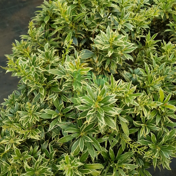 Pieris Japoński variegata