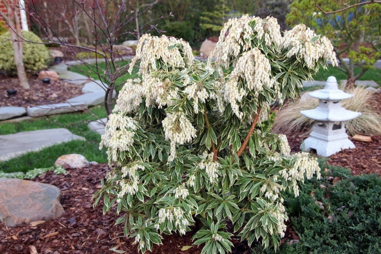 Pieris Japoński variegata