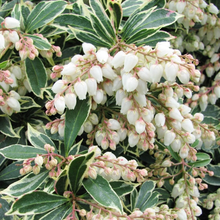 Pieris Japoński variegata
