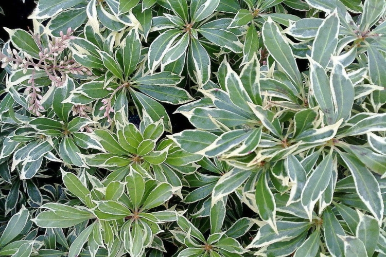 Pieris Japoński variegata