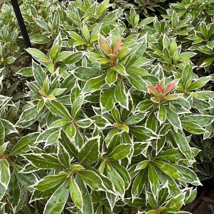 Pieris Japoński variegata