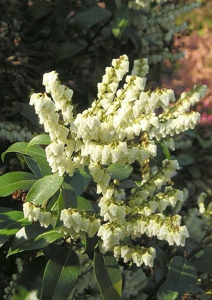 Pieris Japoński FUGA