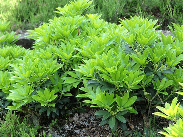 Pieris Japoński FUGA