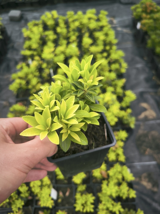 Pieris Japoński FUGA