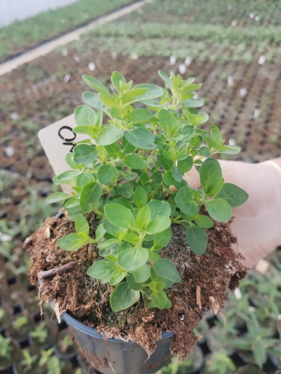 Oregano - lebiodka pospolita