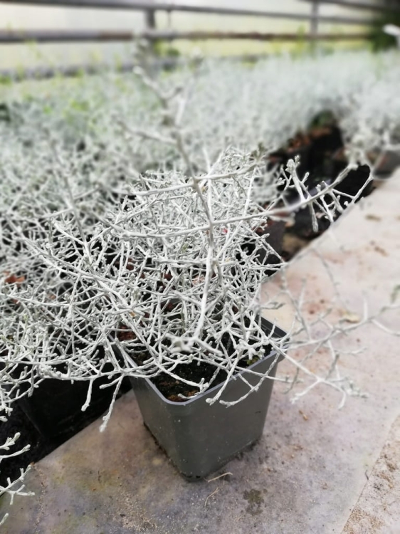 Kalocefalus  Calocephalus  siwe gałązki