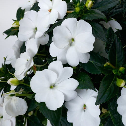 Niecierpek Sunpatiens Vigorous Clear White