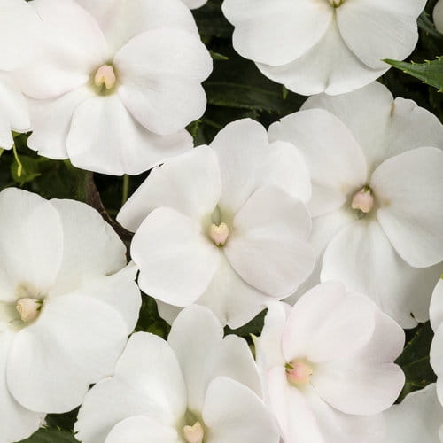 Niecierpek Sunpatiens Vigorous Clear White