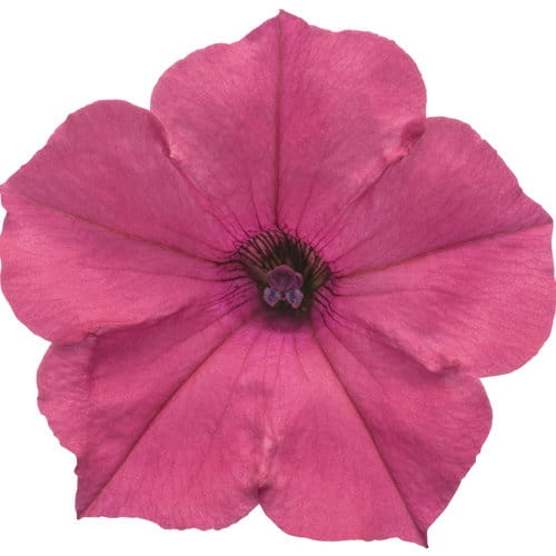 Supertunia Vista Fuchsia P9