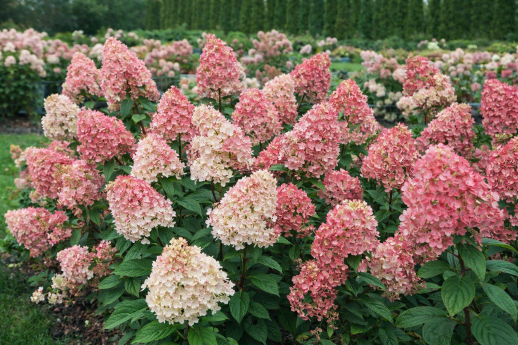 Hortensja Bukietowa FIRE LIGHT P9