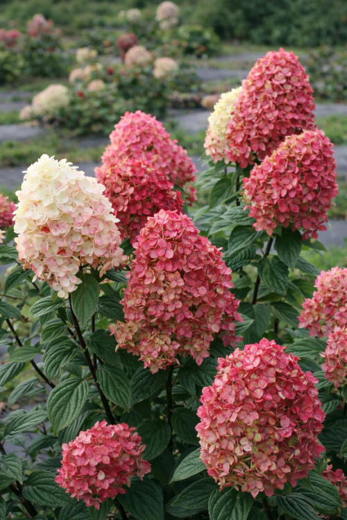 Hortensja Bukietowa FIRE LIGHT P9