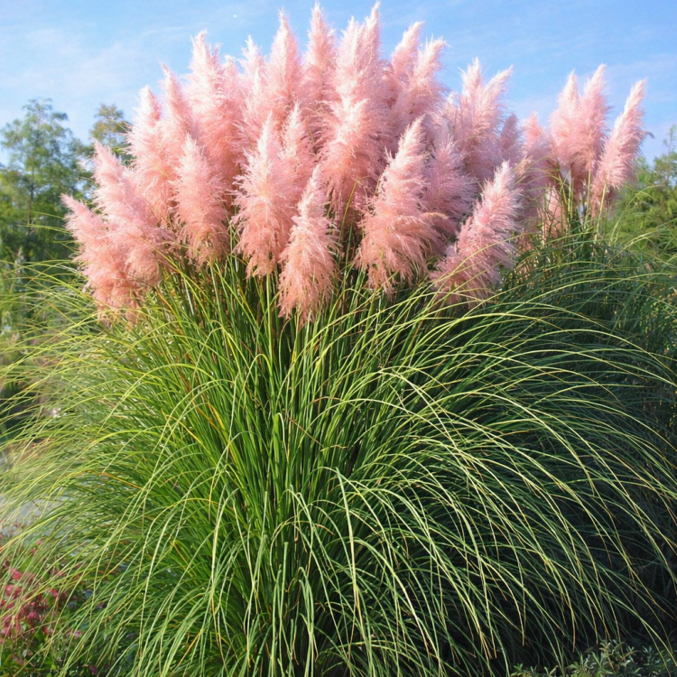 Trawa Pampasowa Różowa