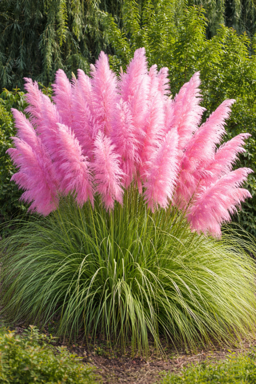 Trawa Pampasowa Różowa