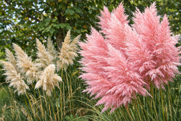 Trawa Pampasowa Różowa