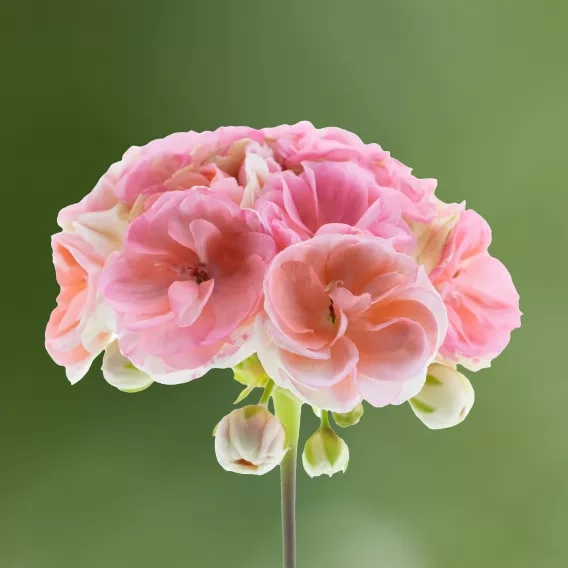 Pelargonia Zonale - Rosebud Astrid P9